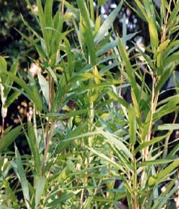 Bamb� Pleioblastus chino