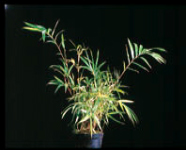 Bamb� Pleioblastus chino