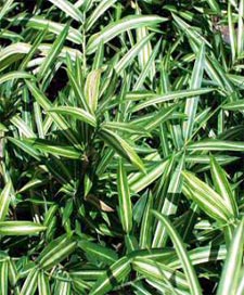 Bamb� Pleioblastus shibuyanus Tsuboii