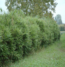 Bamb� Sasa Japonica Tsutsumiana