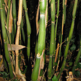 Bamb� Sasa Japonica Tsutsumiana