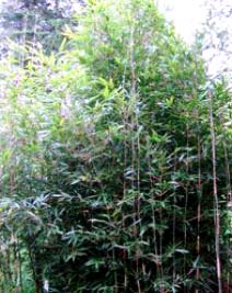 Bashania fargesii