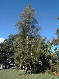 Abedul - Betula pendula - betula alba - betula verrucosa