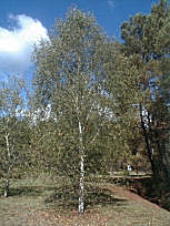 Abedul - Betula pendula - betula alba - betula verrucosa