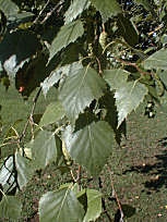Abedul - Betula pendula - betula alba - betula verrucosa