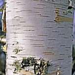 Abedul de las canoas o abedul papir�fero - Betula papyrifera o betula grandis