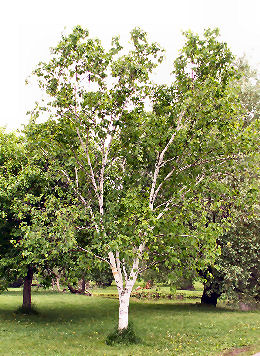 Abedul de las canoas - abedul papir�fero - Betula papyrifera - betula grandis
