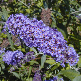 Arbusto de los mariposas o budelia 'Adonis blue Adokeep' - Buddleia davidii o Buddleia variabilis