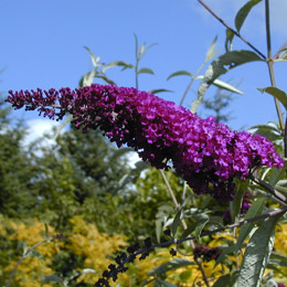 Arbusto de los mariposas o budelia 'Malva' - Buddleia davidii o Buddleia variabilis