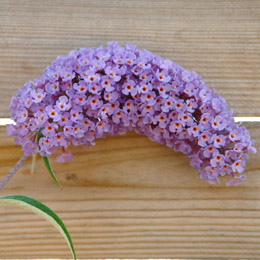 Arbusto de los mariposas o budelia 'Nanho purple' - Buddleia davidii o Buddleia variabilis