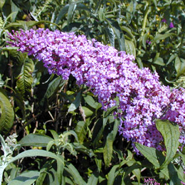 Arbusto de los mariposas o budelia 'Pink delight' - Buddleia davidii o Buddleia variabilis