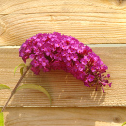 Arbusto de los mariposas o budelia 'Royal Red' - Buddleia davidii o Buddleia variabilis