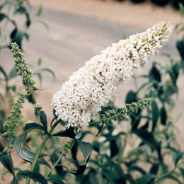 Arbusto de los mariposas o budelia 'White profusion' - Buddleia davidii o Buddleia variabilis