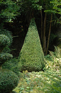 Boj cono, boj piramide altura 50/60 cm, Boj cono, boj piramide altura 90/100 cm