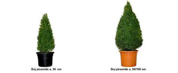 Boj cono, boj piramide altura 50/60 cm, Boj cono, boj piramide altura 90/100 cm