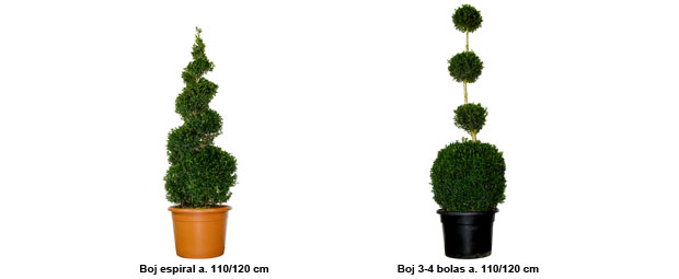 Boj topiario espiral altura 110/120 cm, Boj topiario 3-4 bolas altura 110/120 cm