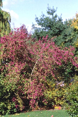 &nbsp;Calicarpa - Bayas bonitas - Callicarpa bodinieri 'Profusion'