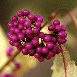 Calicarpa - Bayas bonitas - Callicarpa bodinieri 'Profusion'