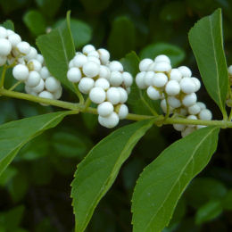 Calicarpa blanco o Bayas bonitas blancas - Callicarpa dichotoma 'Albibacca'