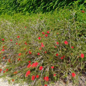 Limpiatubos llor�n Laevis o Callisterno Laevis