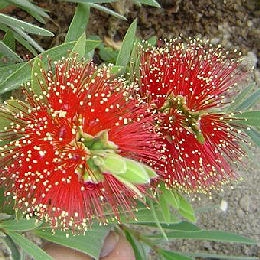 Limpiatubos llor�n Little John - Callisterno Little John - Callistemon Little John