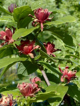 �rbol de los an�monas - Calicanto de Florida - Calycanthus floridus - Calycanthus sterilis
