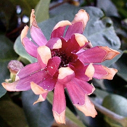 �rbol de los an�monas - Calicanto de Florida - Calycanthus floridus - Calycanthus sterilis