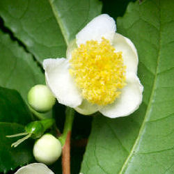 �rbol del T� - Camellia sinensis