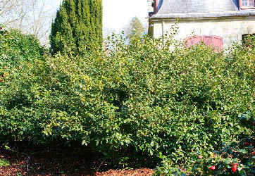 �rbol del T� - Camellia sinensis