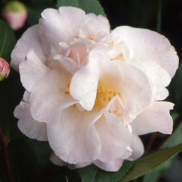 Camelia campestre 'High Fragrance' - Camellia 'High Fragrance'