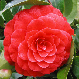 Camelia de Jap�n 'Black Lace' - Camellia japonica 'Black Lace'