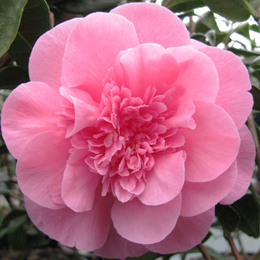 Camelia de Jap�n 'Debbie' - Camellia japonica 'Debbie'