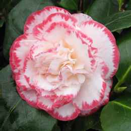 Camelia de Jap�n 'Margaret Davis' - Camellia japonica 'Margaret Davis'