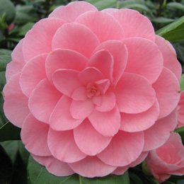 Camelia de Jap�n 'Nuccio's Cameo' - Camellia japonica 'Nuccio's Cameo'