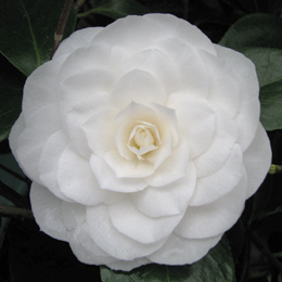 Camelia de Jap�n 'Nuccio's Gem' - Camellia japonica 'Nuccio's Gem'