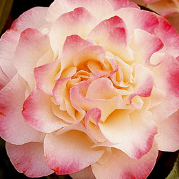 Camelia de Jap�n 'Nuccio's Jewel' - Camellia japonica 'Nuccio's Jewel'