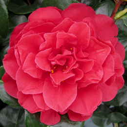 Camelia de Jap�n 'Tom Knudsen' - Camellia japonica 'Tom Knudsen'