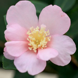 Camelia de oto�o 'Plantation Pink' - Camellia sasanqua 'Plantation Pink'