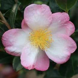 Camelia de oto�o 'Versicolor' - Camellia sasanqua 'Versicolor'