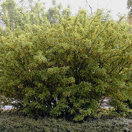 Caragana - Acacia de Rusia - Caragana arborescens - Caragana sibirica