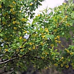 Caragana - Acacia de Rusia - Caragana arborescens - Caragana sibirica