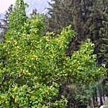 Caragana - Acacia de Rusia - Caragana arborescens - Caragana sibirica