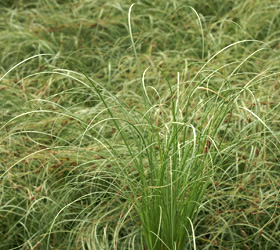 Carex 'Frosted Curls' - Carex comans 'Frosted Curls'