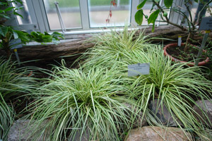 Carex 'evergold' - Carex oshimensis 'Evergold'