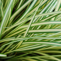 Carex 'evergold' - Carex oshimensis 'Evergold' - Follaje
