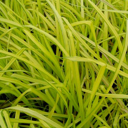 Carex stricta Aurea - Carex stricta 'Aurea' o Carex elata 'Aurea'