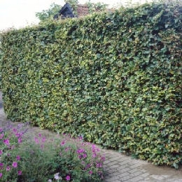 Carpe, Ojaranzo, Carpinus betulus: seto