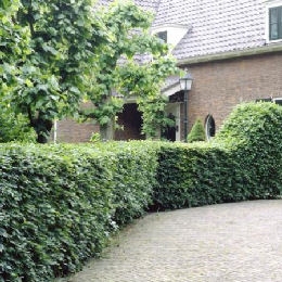 Carpe, Ojaranzo, Carpinus betulus: seto