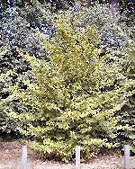 Carpe, Ojaranzo, Carpinus betulus