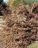 Carpe, Ojaranzo, Carpinus betulus